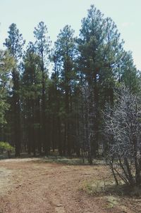 Trees in forest