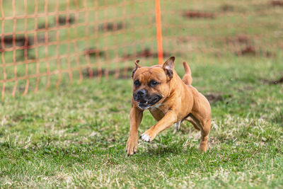 Dog running on field