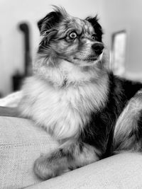 Dog sitting on sofa at home