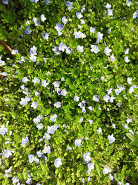 High angle view of white flowering plants