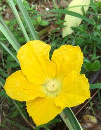 Close-up of yellow flower blooming outdoors