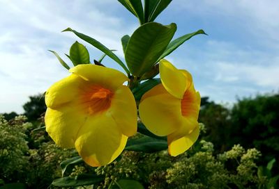 Close-up of yellow plant against sky