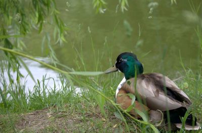 Close-up of bird perching on grass by lake