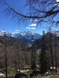 Pine trees on snowcapped mountains against sky