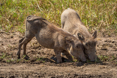 Two common warthog graze kneeling in grass