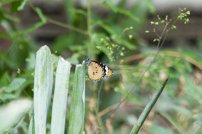 Close-up of insect on plant