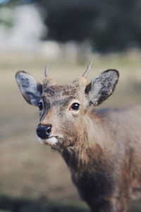 Portrait of deer