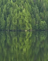 Scenic view of lake in forest