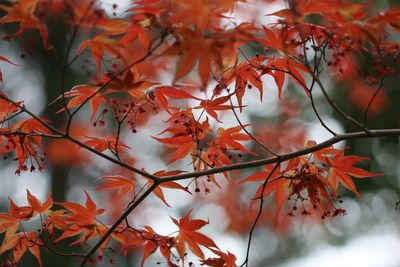 Close-up of maple leaves on tree