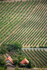 Scenic view of agricultural field by houses and trees