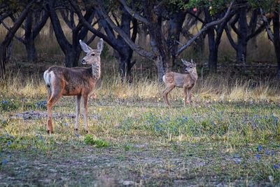 Deer standing in a field