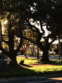 Trees in a park