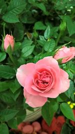 Close-up of pink rose blooming outdoors