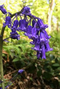 Close-up of purple flowers blooming outdoors