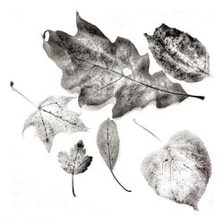 Close-up of dry leaf over white background