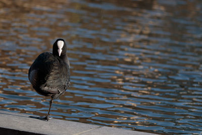 Duck on a lake