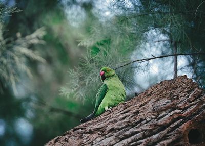 Bird perching on a tree