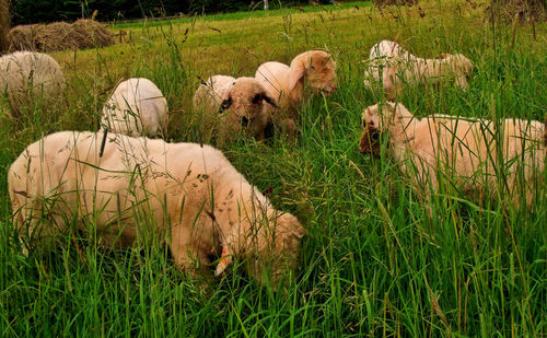 Sheep in a field