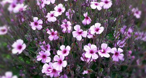 Close-up of pink flowers