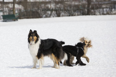 Tricolour black collie standing calmly while two dogs roughhouse next to it in a dog park in winter