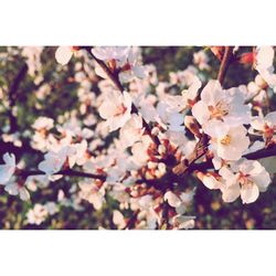 Close-up of white flowers blooming in park
