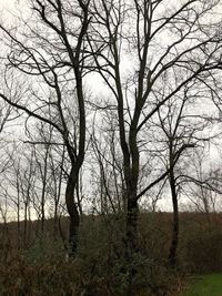 Bare trees on field against sky