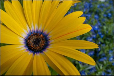 Close-up of yellow flower blooming outdoors