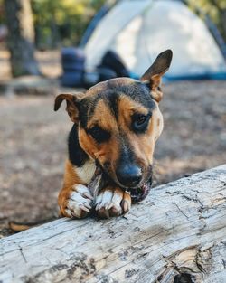 Close-up of a dog looking away