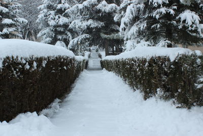 Snow covered plants by trees