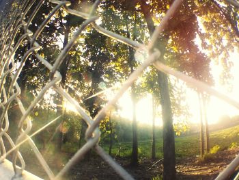 Low angle view of tree in sunlight