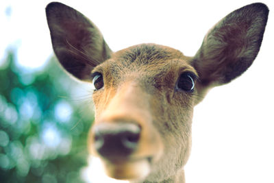 Close-up portrait of a deer