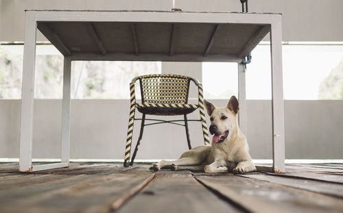 Dog sitting on floor