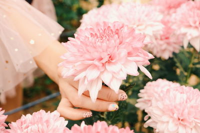 Close-up of pink flowering plant