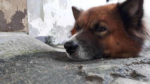 Close-up of a dog resting