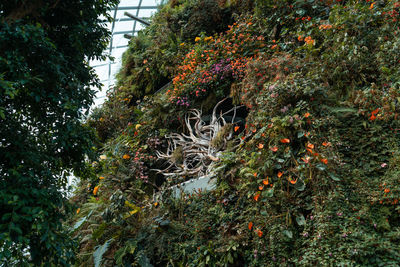 Trees and plants growing on land