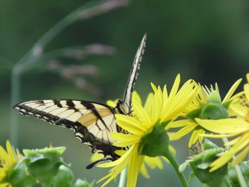 Close-up of butterfly on flower