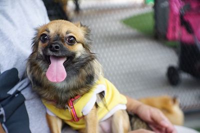 Close-up of a dog looking away