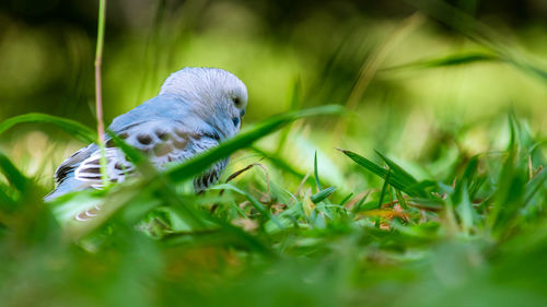 Close-up of bird on grass