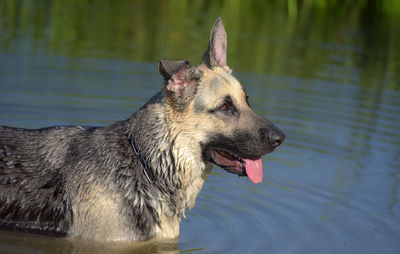 Dog looking away in lake