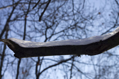 Close-up of snow on tree trunk during winter