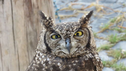 Portrait of owl