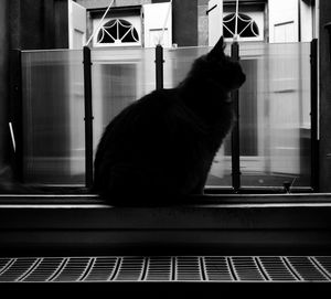 Cat sitting on window sill