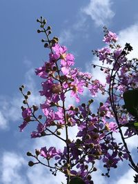 Low angle view of cherry blossoms against sky