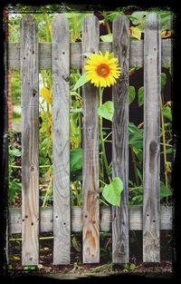 Close-up of wooden flower