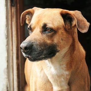 Close-up of dog looking away