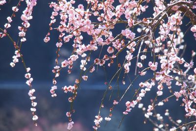 Close-up of pink plum blossom