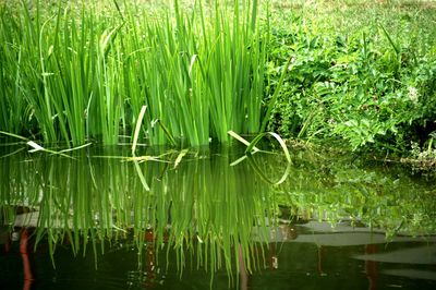 Reflection of trees in pond