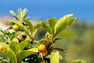 Close-up of fruits on tree