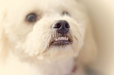 Close-up portrait of dog