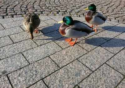 High angle view of ducks standing on paving stone